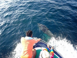 Melihat atraksi ikan lumba-lumba menari di laut lepas (dok pribadi)