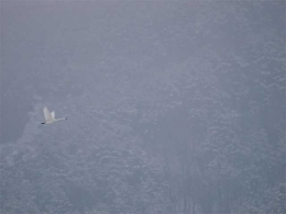 Terbang sendiri mencari kebahagiaan (Migrasi Burung di Nagano.Dokumentasi Pribadi)
