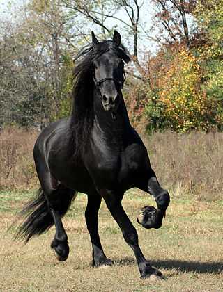 Kudah Hitam Frisian. Sumber: dev.comofunciona.com.mx