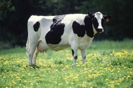 Holstein Frisian. Sumber: ressayulianita07.blogspot.com