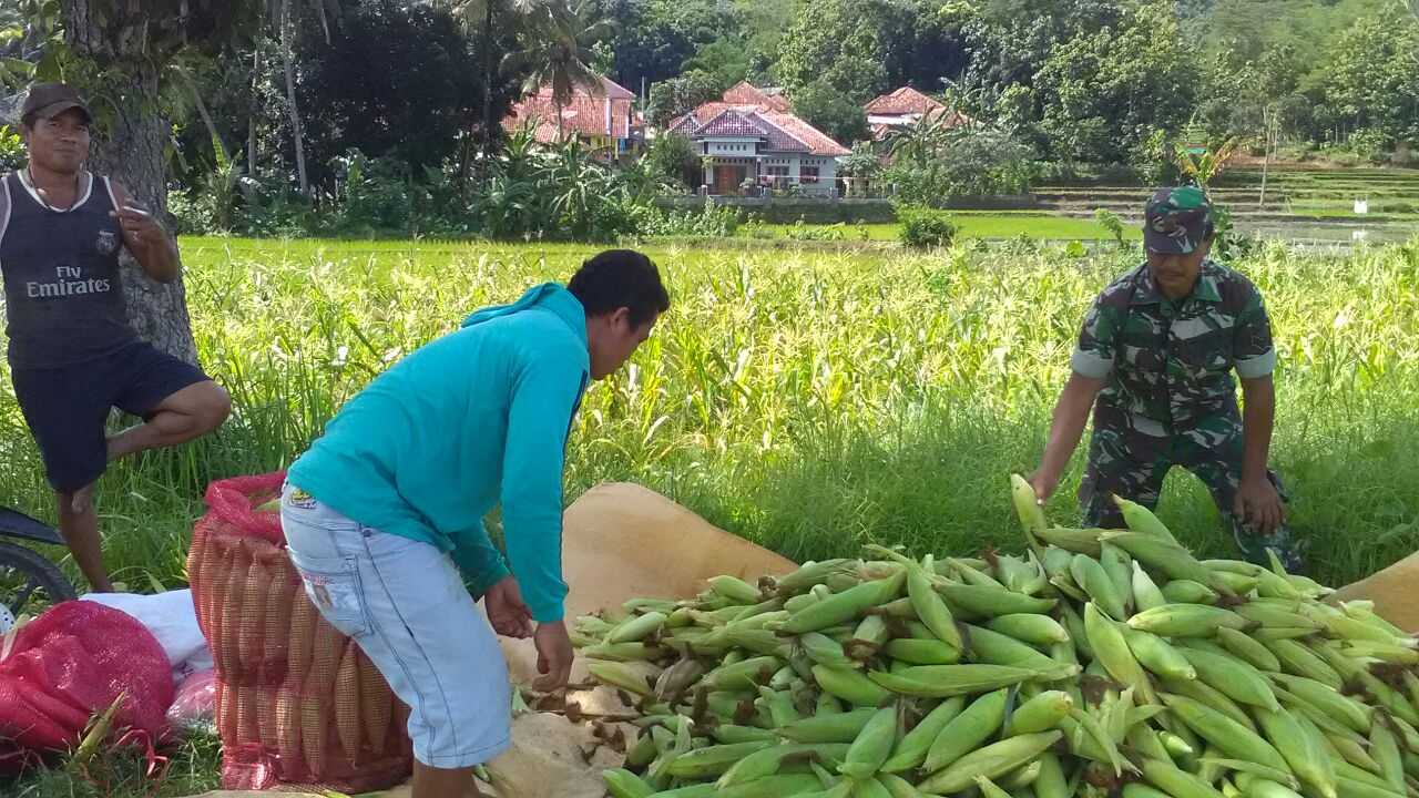 Jagung Merupakan Salah Satu Komoditas Utama Selain Padi Dan Kedelai ...