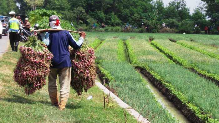 Petani mengangkut hasil panen bawang merah di Jagalempeni, Kecamatan Wanasari, Brebes, beberapa waktu lalu  | jateng.tribunnews.com | MAMDUKH ADI PRIYANTO