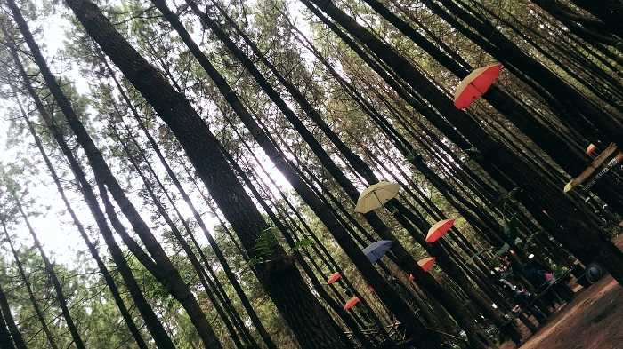 Wisata Payung Hutan Pinus Semeru (dok.pribadi)