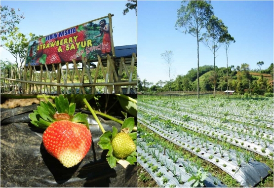 Kebun Sayur dan Strawberry di Desa Serang (dok. pri).