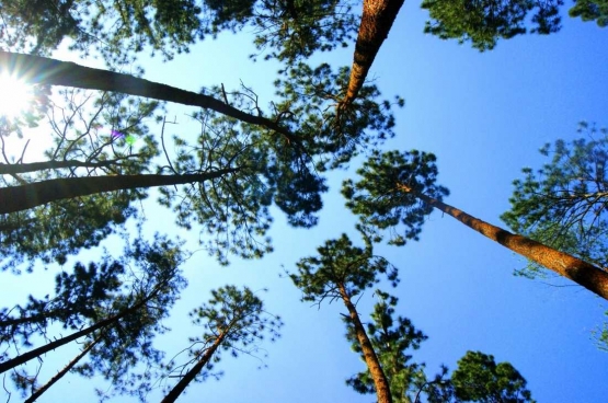 Menikmati suasana alam Desa Serang di Hutan Pinus (dok. pri).