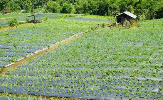 Hamparan kebun di Desa Serang (dok. pri).
