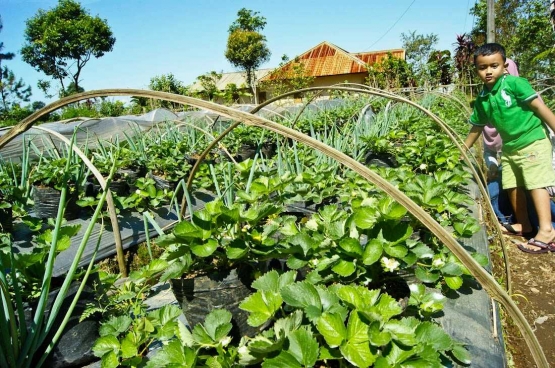 Kebun strawberry menjadi lokasi agrowisata yang menarik di Desa Serang (dok. pri).