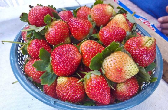 Buah strawberry segar yang dipetik dari kebun di Desa Serang (dok. pri).