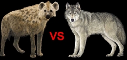 Hyena (kiri) vs. serigala (kanan). (Foto: devianart.net)
