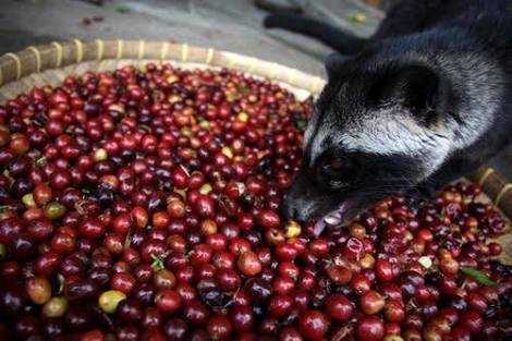 biji kopi terbaik (mongabay.co.id)