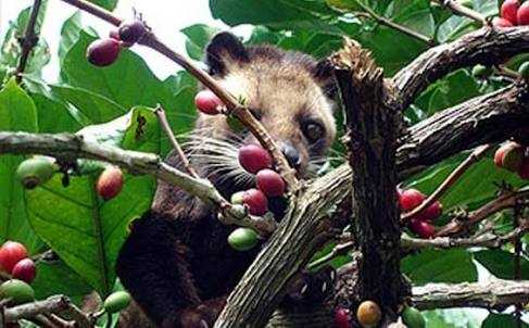 Indonesia, negeri kondusif untuk tempat tinggal luwak (tribunnews.com)