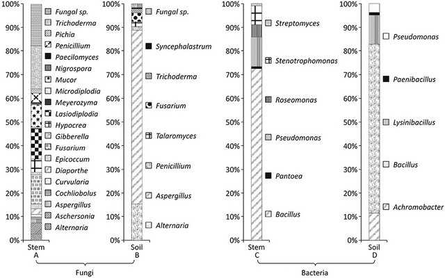 Spesiesn jamur dan bakteri yang diisolasi dari sekitar pohon gaharu (https://www.frontiersin.org/articles/10.3389/fmicb.2017.01286/full).