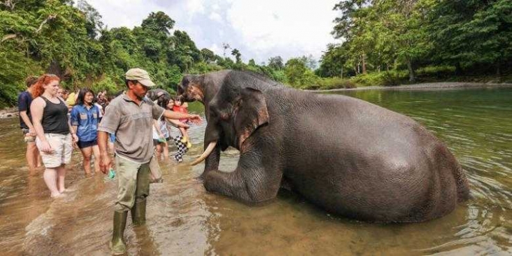 Atraksi Ekowisata di Tangkahan Sumatera Utara (sumber Kompas.com)