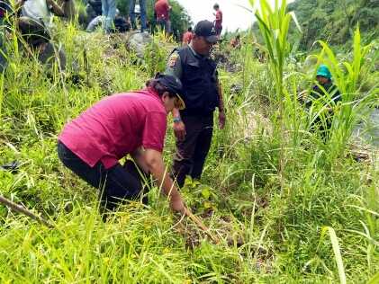 Penanaman pohon Kemenyan (dok. Totok)