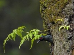 Burung Perling (Foto by afrizal/https://www.instagram.com/p/BduB7wdlVdi/?taken-by=afrizal_nh
