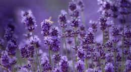 Lavender (dok.herbco)