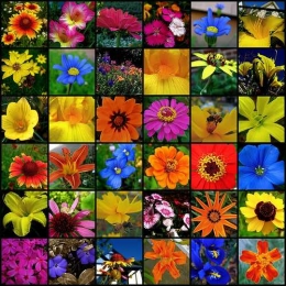 Angiosperms tanaman berbunga meliputi proporsi 90ri jenis tanaman yang ada. Photo: biodiversitybasics.files.wordpress.com