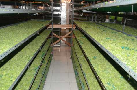 76+ Gambar Tepung Daun Kelor Paling Hist 76+ Gambar Tepung Daun Kelor Paling Hist