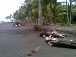 Kebun kelapa terkena abrasi