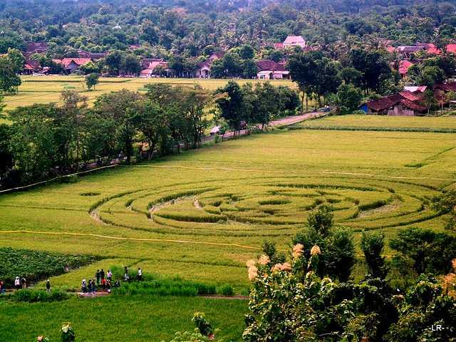 Crop circle di Jogotirto Brebah, Sleman, Yogyakarta. (Koleksi foto: flickr.com)