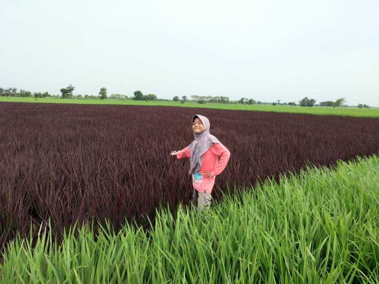 Foto anak saya di sawah (Dok. Pribadi)