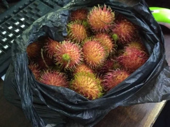 Cara Merawat Rambutan Agar Cepat Berbuah Cara Merawat Rambutan Agar Cepat Berbuah