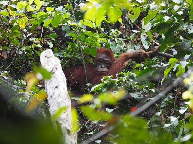 Orangutan yang mendiami Taman Nasional Gunung Palung. Foto dok. Brodie Philp, Yayasan Palung (GPOCP)