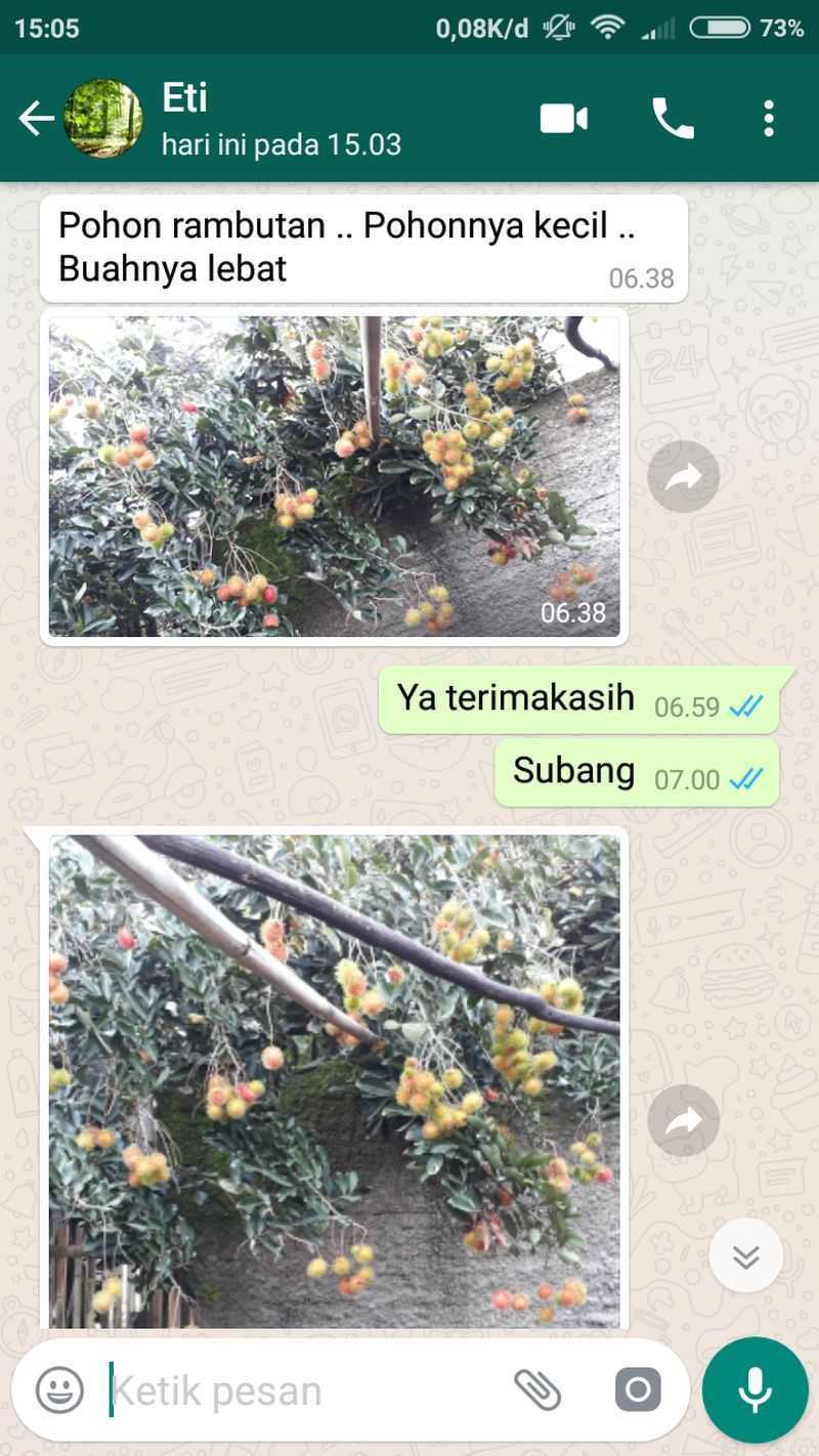 pohon rambutan cepat berbuah