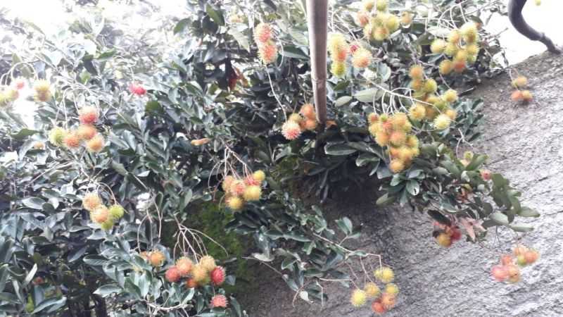 pohon rambutan lebih lebat buahnya