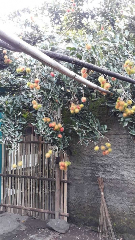 Tips Supaya Pohon Rambutan Meski Kecil tapi Berbuah Lebat Tips Supaya Pohon Rambutan Meski Kecil tapi Berbuah Lebat