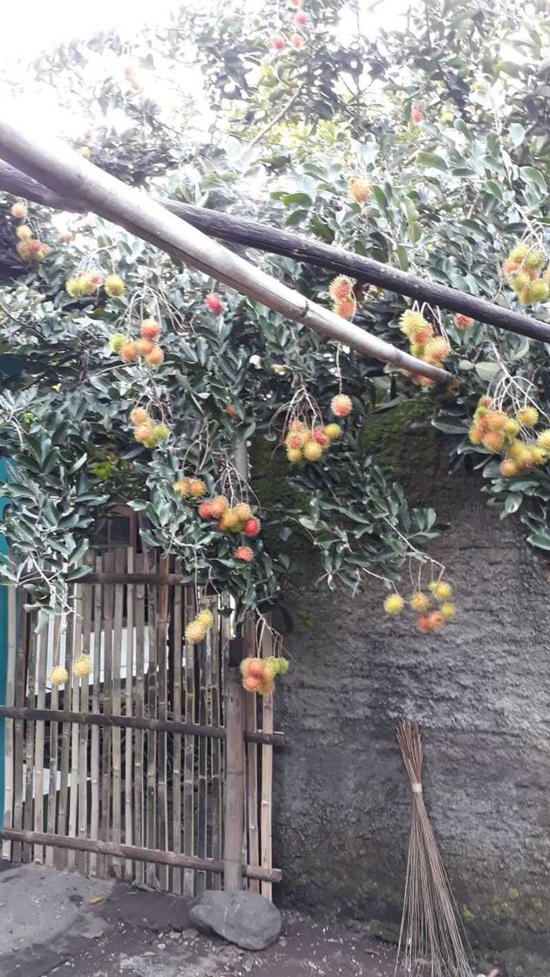 rambutan cepat berbuah