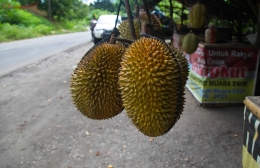Durian yang menarik warga di pinggir Jalan Lintas Tengah Sumatra I Foto dokumentasi pribadi