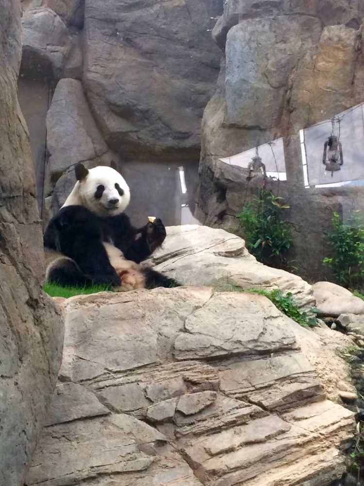 Hello Panda - dokpri