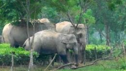 Gajah yang memasuki wilayah perkebunan teh dan pemukiman penduduk. Photo: BBC