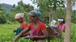 Resiko yang dihadapi pekerja perkebunan teh ini adalah kematian diserang gajah. Photo: BBC