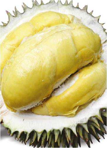 Durian si bolu (Imam Wiguna)