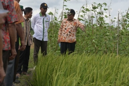 Peninjauan areal pertanian padi sawah di Kemuja. (Foto. Aldi/Humas)