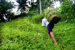 hasil pencarian rumput mas bejo | dokumen pribadi