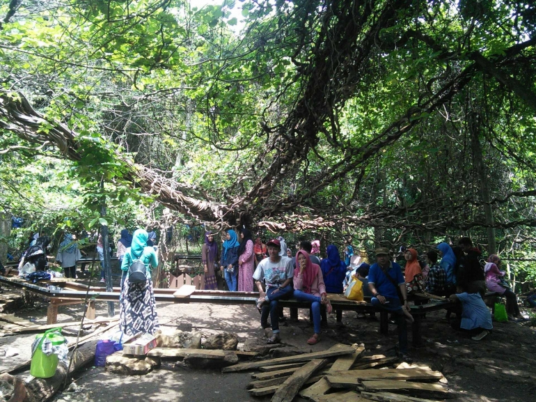 Pohon trinil raksasa di Wanawisata Akar Langit/ dokpri