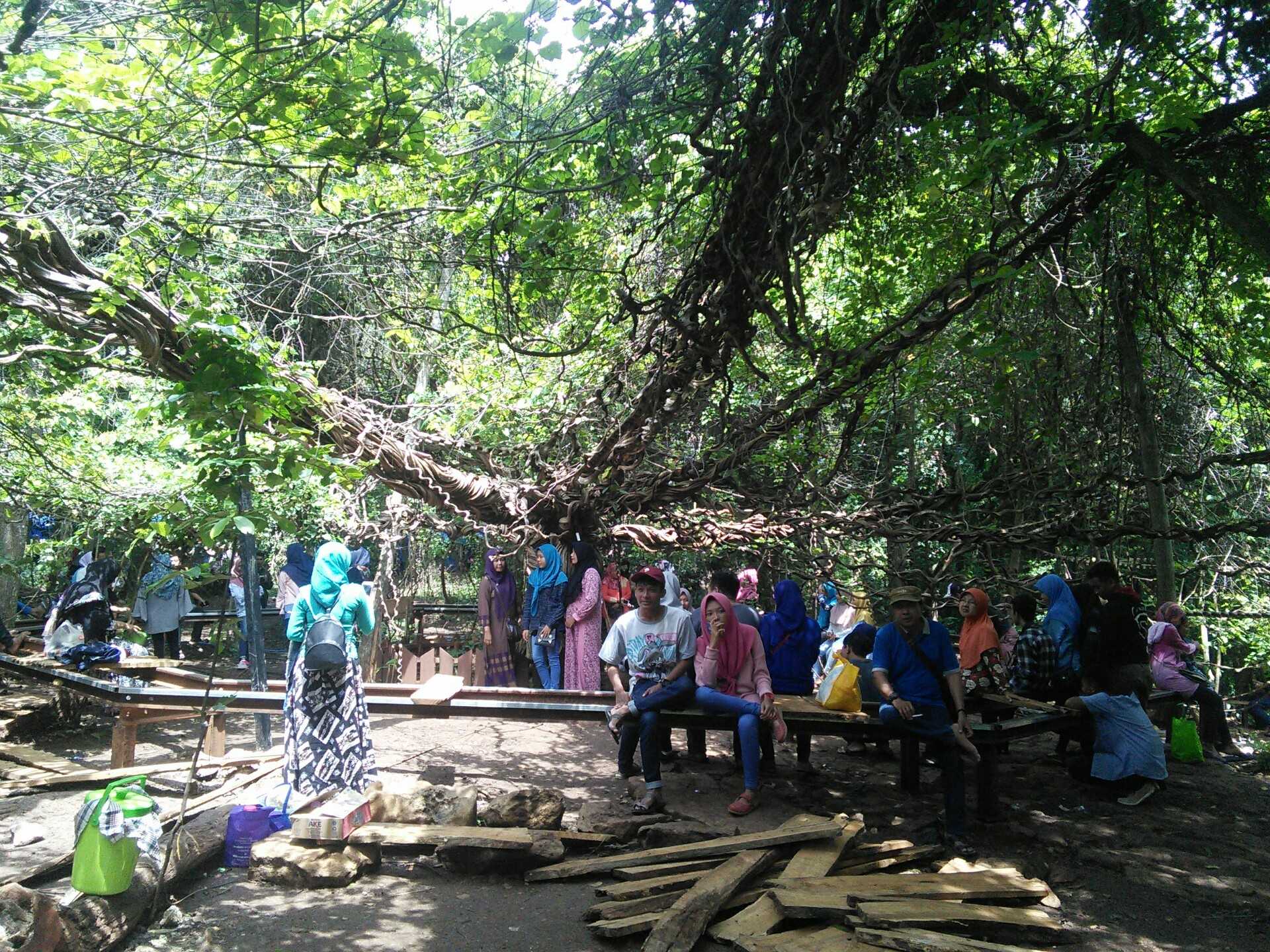 Pohon trinil raksasa di Wanawisata Akar Langit/ dokpri