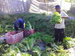 Petani dari Papua melakukan studi banding dan pelatihan budidaya sayuran organik. (Foto: Koleksi Srini Maria)