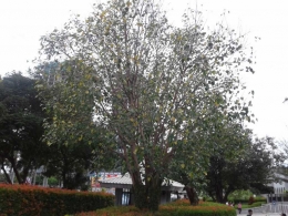 pohon (sumber: dokumentasi pribadi)