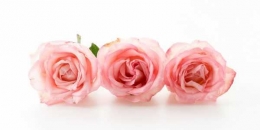 Ilustrasi: Bunga mawar (Freepik.com)