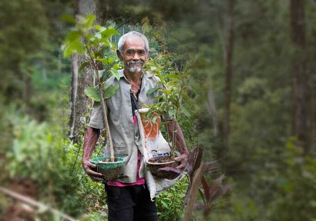 foto sadiman bekerja sendirian menanami pohon (sumber: http://images.solopos.com)