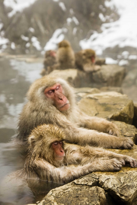 Tidak hanya manusia, monyet pun menikmati onsen