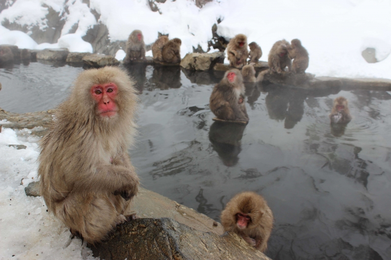Monyet saja onsen, giliran kamu kapan? pic: pixabay.com