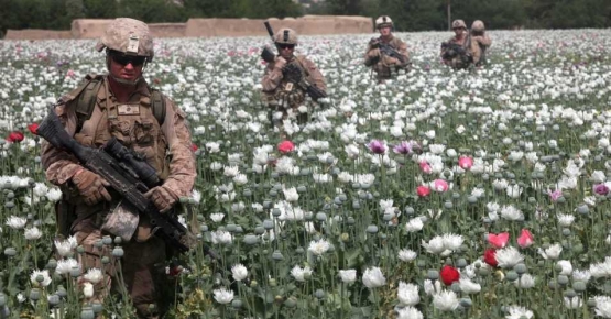 Tanaman Opium di afganistan. dokumen https://www.commondreams.org/news/2014/10/21/7-billion-us-eradication-effort-delivers-record-high-poppy-crop-afghanistan