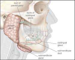 Salivary Glands (Parotis, Submandibularis, Sublingualis)