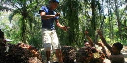 Ilustrasi: Pekerja mengangkut biji tandan buah segar kelapa sawit ke atas truk usai dipanen di Desa Talun Kenas, Deliserdang, Sumut, beberapa waktu lalu.(TRIBUN MEDAN/DEDY SINUHAJI )