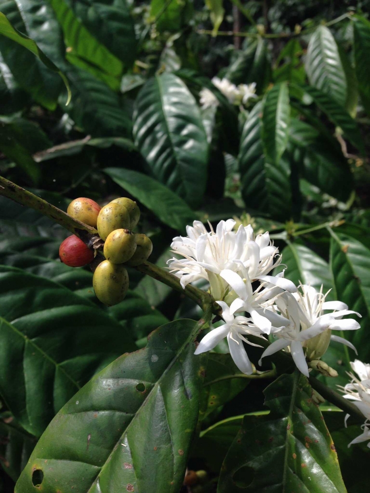 bunga dan buah kopi Liberika (sumber: +miriam tbrz snchz)